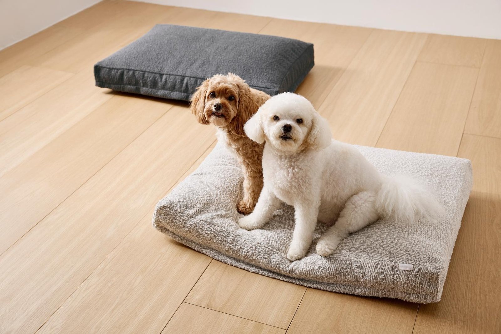 bed dog